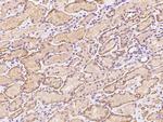 TTLL12 Antibody in Immunohistochemistry (Paraffin) (IHC (P))