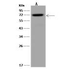 TTLL12 Antibody in Western Blot (WB)
