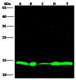 Thioredoxin 1 Polyclonal Antibody