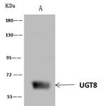 UGT8 Antibody in Immunoprecipitation (IP)