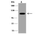 USP13 Polyclonal Antibody