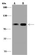 USP28 Polyclonal Antibody
