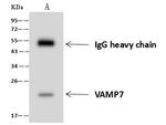 VAMP7 Antibody in Immunoprecipitation (IP)