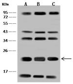 VAMP7 Antibody in Western Blot (WB)