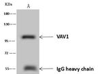 VAV1 Antibody in Immunoprecipitation (IP)