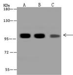 VAV1 Antibody in Western Blot (WB)