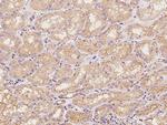 Vinculin Antibody in Immunohistochemistry (Paraffin) (IHC (P))
