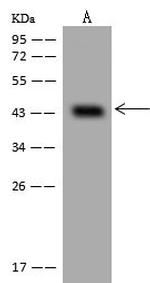 VPS26B Polyclonal Antibody