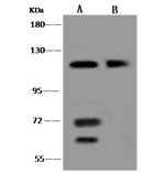 CCDC132 Antibody in Western Blot (WB)