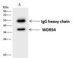 WDR54 Antibody in Immunoprecipitation (IP)