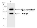 WDR54 Antibody in Immunoprecipitation (IP)