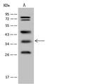 WDR54 Antibody in Western Blot (WB)