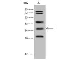 WDR54 Polyclonal Antibody
