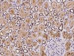 WDR77 Antibody in Immunohistochemistry (Paraffin) (IHC (P))