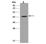 WDR77 Antibody in Western Blot (WB)