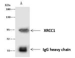 XRCC1 Antibody in Immunoprecipitation (IP)