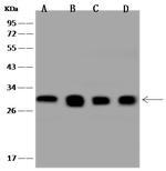 14-3-3 beta Antibody in Western Blot (WB)