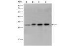 14-3-3 eta Polyclonal Antibody