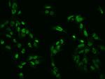 ZNF192 Antibody in Immunocytochemistry (ICC/IF)