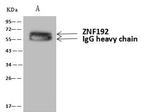 ZNF192 Antibody in Immunoprecipitation (IP)