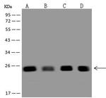 ZMAT2 Antibody in Western Blot (WB)
