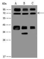 ZNF143 Antibody in Western Blot (WB)