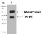 ZNF346 Antibody in Immunoprecipitation (IP)