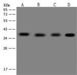 ZNF346 Antibody in Western Blot (WB)