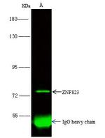ZNF823 Antibody in Immunoprecipitation (IP)