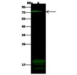ZNF823 Polyclonal Antibody