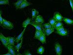 ZW10 Antibody in Immunocytochemistry (ICC/IF)