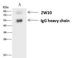 ZW10 Antibody in Immunoprecipitation (IP)