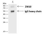 ZW10 Antibody in Immunoprecipitation (IP)
