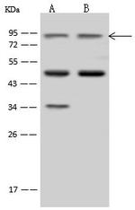 ZW10 Antibody in Western Blot (WB)