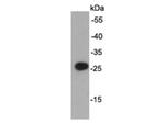 AU5 tag Polyclonal Antibody