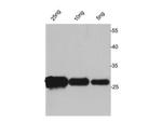 Avi tag Polyclonal Antibody