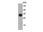 KT3 tag Polyclonal Antibody
