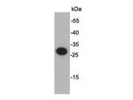 S tag Polyclonal Antibody