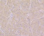 KCNK1 Antibody in Immunohistochemistry (Paraffin) (IHC (P))