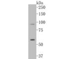 LGI1 Antibody in Western Blot (WB)