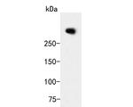 ZFHX3 Polyclonal Antibody
