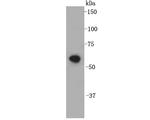 CHFR Antibody in Western Blot (WB)