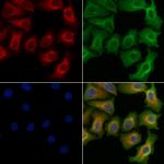 Phospho-RIP2 (Ser176) Polyclonal Antibody