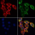 SENP8 Polyclonal Antibody