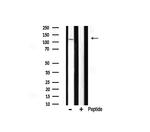 LZK Antibody in Western Blot (WB)
