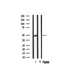 GPR68 Polyclonal Antibody