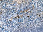 Phospho-MCK10 (Tyr513) Antibody in Immunohistochemistry (Paraffin) (IHC (P))