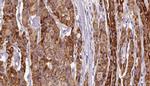 Phospho-PKMYT1 (Ser83) Antibody in Immunohistochemistry (Paraffin) (IHC (P))