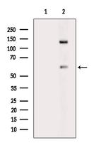 Phospho-SHP-1 (Tyr564) Antibody in Western Blot (WB)