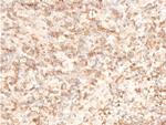 Phospho-TAK1 (Thr187) Antibody in Immunohistochemistry (Paraffin) (IHC (P))